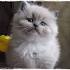 RagaMuffin Kittens Breeders for Sale - RagaMuffin Cat World