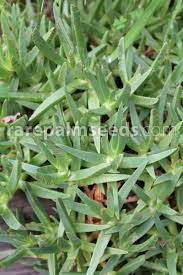 Image result for Carpobrotus