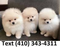 Search results for teacup pomeranian pets and animals for sale in san diego, california view pictures. Puppies For Sale Ads In San Diego Ca Shoppok