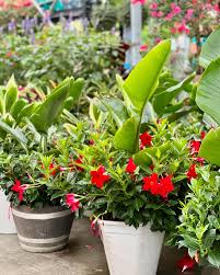 Image result for dipladenie hybrida rio obrázek