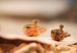 ダンゴウオ 雨猫さんぽ 猫雑貨 ビーズアクセサリー 楽天ブログ ダンゴウオ フウセンウオ かわいい魚