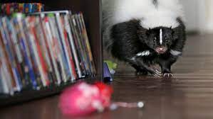 Check spelling or type a new query. Foxes Cougars Skunks Hoosiers Can Own About Any Animal