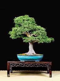 Japanese maples are the most desirable garden trees that exist.a tree in fall is guaranteed to turn heads and gather admiring looks and the enormous variety of leaf forms, colors and tree shapes means that no matter what your taste or space restrictions, there will be a tree for you. Valavanis Bonsai Blog Page 12 Welcome To My Bonsai World