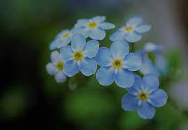 It might be a good idea to do some further research on the internet if you are worried about it. Cat Safe Flowers Flowers Which Are Non Toxic To Cats Cat World