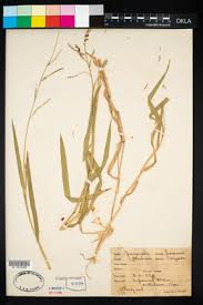 Image result for Urochloa brizantha