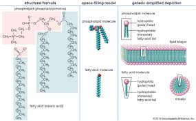 Fatty Acid Definition Structure Functions Properties