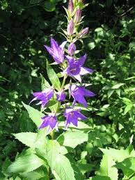 Campanula Latifolia Large Campanula Giant Bellflower Flowers Perennials Campanula Habitat Garden