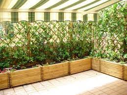 Pin Su Terrasse