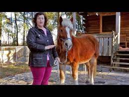 How To Buy A Horse — Horse Information — Buying A Horse For The First Time  - Youtube