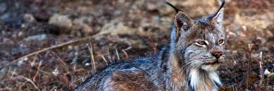 1 appearance 2 personality 3. Endangered Species Canada Lynx