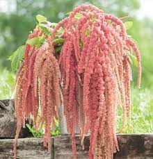 Coral Fountain Amaranthus Seed Johnny S Selected Seeds Amaranth Flower Planting Flowers Amaranthus