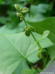 Image result for Fallopia