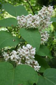 Prachtiger Trompetenbaum Pflanzenpatenschaft Im Botanischen Garten