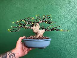 Tiger Bark Ficus Retusa Wigert S Bonsai Nursery Facebook