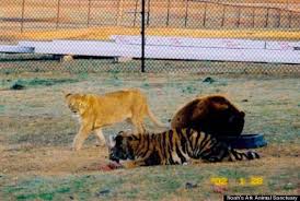 The lions won four nfl championships in its franchise history, but the team has not had a championship season since 1957. Lions Tigers And Bears Oh My These Three Creatures Of God Found Family In Each Other