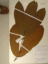 Image result for Gilbertiodendron dewevrei