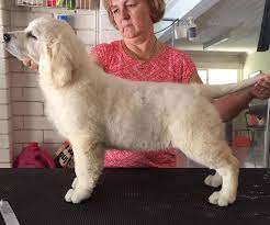 Please contact the breeders below to find golden retriever puppies for sale in oklahoma About Us The Blair Farms