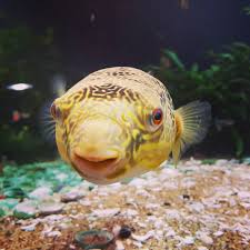Pin On Aquarium Co Op
