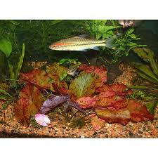 Image result for Nymphaea lotus