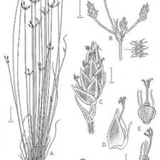 Image result for Bulbostylis sp.no.5
