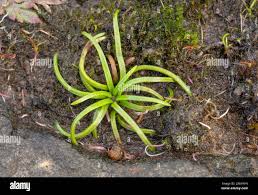 Image result for Isoetes schweinfurthii