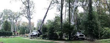 Elmwood services arrived with a crane to remove the tree, and without prior notice to us, or even our consent, they set up their crane support legs on our front lawn. Elmwood Services Inc Home Facebook