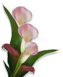 Calla Lilies Pink Border Image Composition Of Pink Calla Lilies For Wedding Bi Sponsored Composit Calla Lily Flowers Calla Lily Pictures Of Calla Lilies