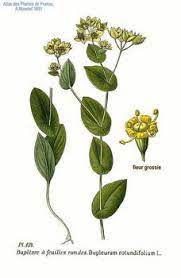 Bupleurum Chinese Root Benefits