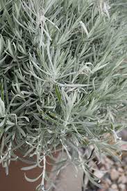 Image result for Helichrysum buchananii