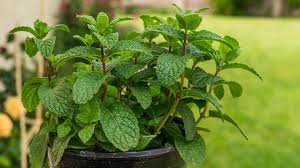 Peppermint