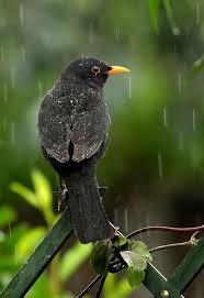 Blackbird In The Rain A Selection Of Bird Photos Black Bird Birds Funny Birds