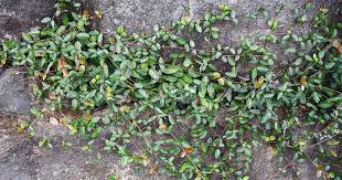 This plant is usually evergreen, but will be drop leaves and brown when exposed to severe cold. How To Grow Asiatic Jasmine Gardener S Path