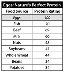 Egg Protein Chart How Many Proteins Does Egg Contain