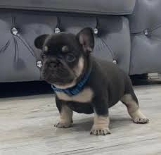 This typically consists of a spay/neuter, young puppy shots, a veterinarian examination, and needed grooming, nail clipping, etc. French Bulldog Puppies For Sale Windham Me 324620