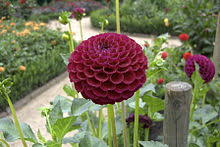 When planning your perennial garden, keep in mind the fact that some of these plants could be around for many years to come. Perennial Plant Wikipedia