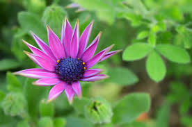 Check spelling or type a new query. Top 10 Most Beautiful Flowers In The World Rayagarden