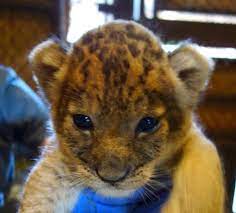 Trio Of Furry Bellies Three Transvaal Lion Cubs Born At Honolulu Zoo Cute Animals Animals Honolulu Zoo