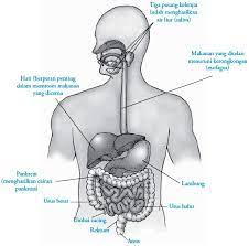 Adapun sistem organ pada hewan, yaitu sistem gerak, sistem otot, sistem pencernaan, sistem pernapasan, sistem sirkulasi, sistem saraf, sistem reproduksi, sistem endokrin, sistem ekskresi. Organ Dan Sistem Organ Manusia Dan Hewan