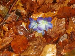 Les feuilles mortes se ramassent à la pelle,. Les Feuilles Mortes Jacques Prevert Le Blog D Annbourgogne