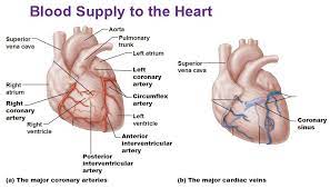 Interventricular Septum Blood Supply Valves Surface Anatomy Of The Heart Science Online
