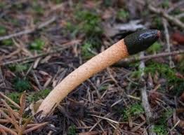 Image result for Mutinus caninus