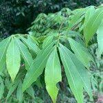 Image result for Ochna holstii