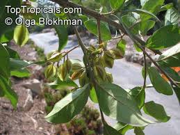 Image result for Combretum kraussii