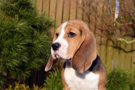 Prime esperienze cane: quando si può iniziare a portare fuori il cucciolo?