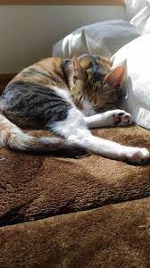 No Title Calico Cat Cat Nap Cats