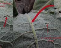 Image result for Nothris verbascella