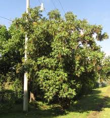 Image result for Bocconia arborea