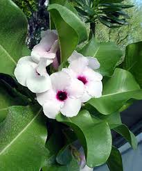Image result for Adenium boehmianum