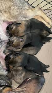 Puppy pile up! Have a great day!! Nina/Gato puppies are now 6 days old and  thriving!!