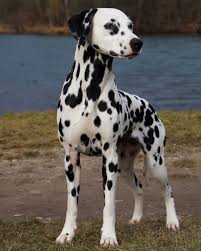 Image result for dalmatin